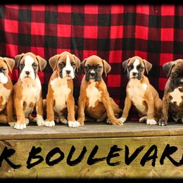Boxer Puppies from Boxer Boulevard