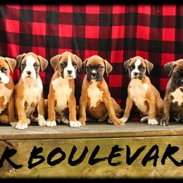 Boxer Puppies from Boxer Boulevard