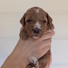 Cookie - Apricot male Poodle puppy in Midland, North Carolina from Alger Farm, LLC