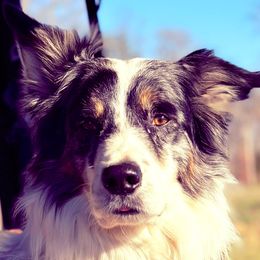 Gus - Border Collie
