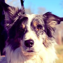 Gus - Border Collie