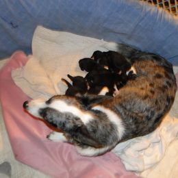 Cardigan Welsh Corgi and Great Dane Puppies from Red Oak Farm and Kennel