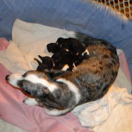 Cardigan Welsh Corgi and Great Dane Puppies from Red Oak Farm and Kennel