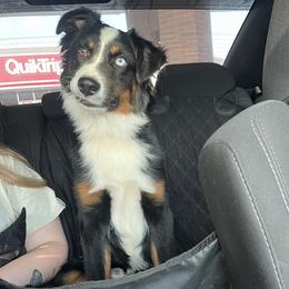 Ryder - Miniature Australian Shepherd