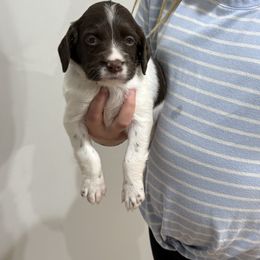 Jelly Bean (Girl 1) - Liver and white female Brittany puppy in Claxton, Georgia from Bull Creek Kennels