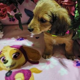 Dachshund Puppies from CLARK'S BREEDING PROGRAM