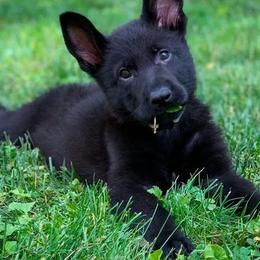 German Shepherd Puppies from Ray Ranch, LLC