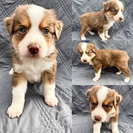 Red tri female 1 - Red tri female Toy Australian Shepherd puppy in Brooker, Florida from Honey, I Shrunk the Aussies