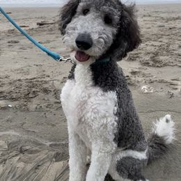 Goldendoodle and Poodle All Grown Up from Colorful Creations Doodles and Poodles