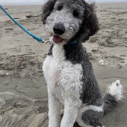 Goldendoodle and Poodle All Grown Up from Colorful Creations Doodles and Poodles