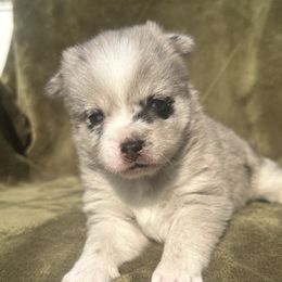Independence- Indy - Merle female Pomsky puppy in Marshall, Minnesota from Miles of Smiles Pomskies