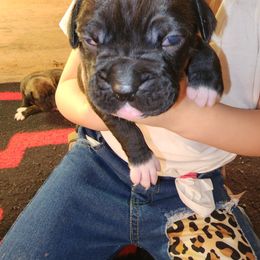 Boxer Puppies from Andrus Family Boxers
