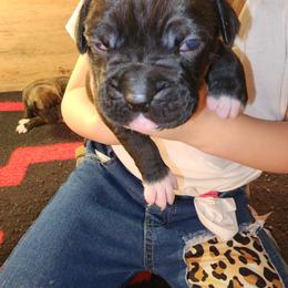 Boxer Puppies from Andrus Family Boxers