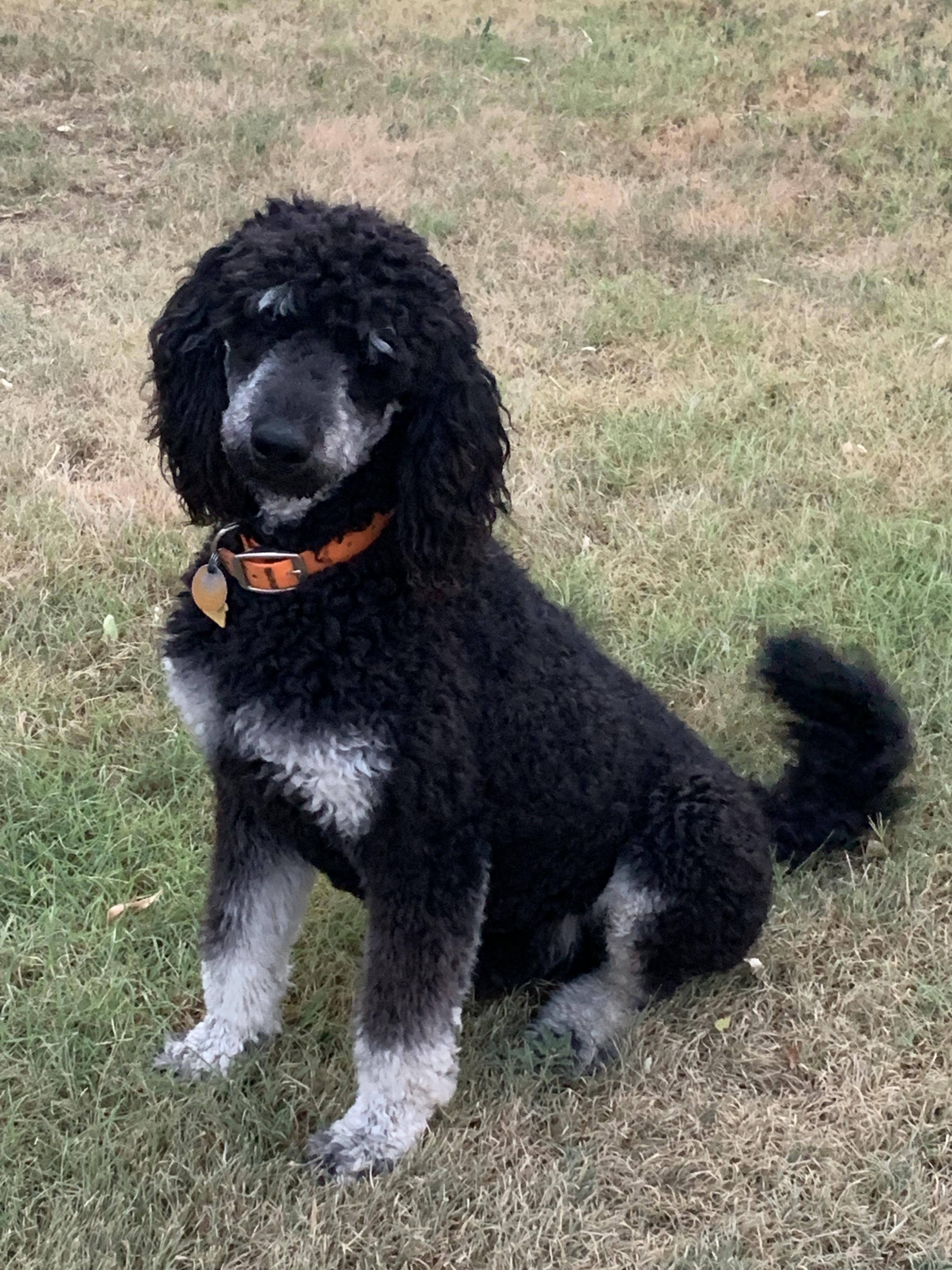 Waco - Poodle