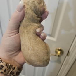 Girl 4 - Buff and white female Cockapoo puppy in Galena, Illinois from Perry's doodles