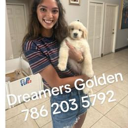Puppy2 - Golden male Golden Retriever puppy in Miami, Florida from Dreamers Goldens
