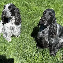 English Cocker Spaniel All Grown Up from Woodwyn Farm