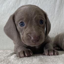 Rio - Fawn (isabella) and cream male Dachshund puppy in Venice, Florida from JD’s Weiner-Wonderland