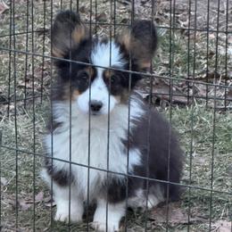 Poke - Black and tan male American Corgi puppy in Heyworth, Illinois from Schumaker Corgis