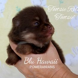 Pomeranian Puppies from Blu Hawaii Pomeranians