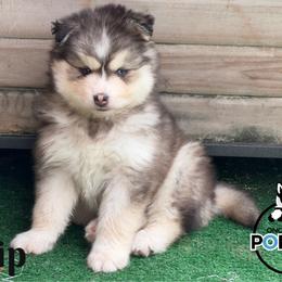 Chip - Black and white male Pomsky puppy in Eastman, Georgia from Once Upon A Pomsky