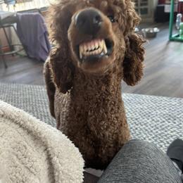 Annie - Poodle