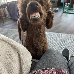 Annie - Poodle