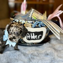 Alder (Dapple Doxiepoo) - Brindle male Companion Cross puppy in Waldron, Arkansas from Kay’s Cutie Poos