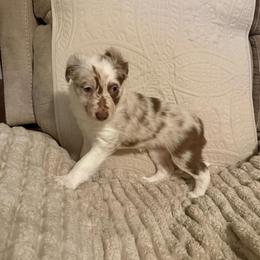 Everly - Red merle female Border Collie puppy in Fairview, Tennessee from Hoffman Forest Acres LLC