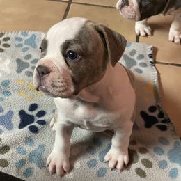 Olde English Bulldogge Puppies from Gods Of Olympus Bulldogges