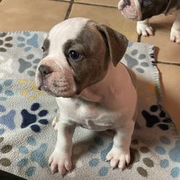 Olde English Bulldogge Puppies from Gods Of Olympus Bulldogges