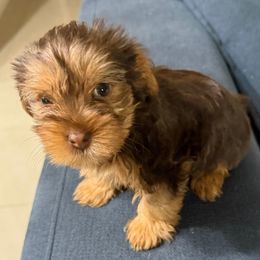 Crinkle Boy - Chocolate and tan male Yorkshire Terrier puppy in North Las Vegas, Nevada from KD's Yorkshire Terriers