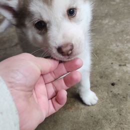 Siberian Husky Puppies from Spirit of the Moon Siberians