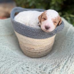 Francesca - Parti female Goldendoodle puppy in Barstow, California from Golden Desert Doodles