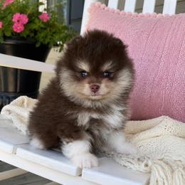 Boots - Chocolate and tan female Pomeranian puppy in Fayetteville, North Carolina from Tar-heel Poms