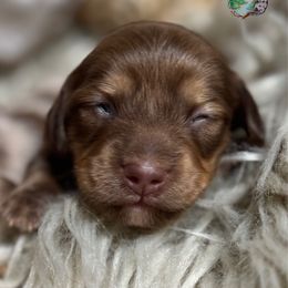Mojito - Cream female Dachshund puppy in Fayetteville, West Virginia from Loop Creek Dachshunds