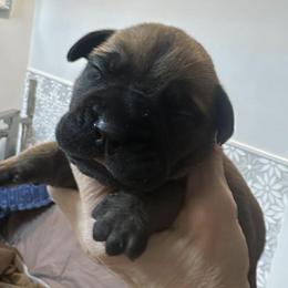 Blue boy - Red fawn male Bullmastiff puppy in South Attleboro, Massachusetts from Bessettes Bullies