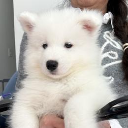 Carbon (Black Boy) - White male Samoyed puppy in White Bear Lake, Minnesota from Nakawe (nah-COW-weh) Samoyeds