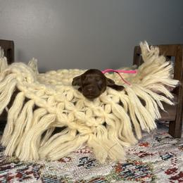 Hoka - Chocolate female Australian Labradoodle puppy in Decatur, Alabama from Southern Meadows Doodles