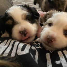 Toy Australian Shepherd Puppies from MN Pomme De Terre Aussies