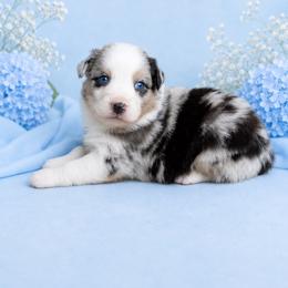 Fig - Blue merle male Australian Shepherd puppy in Howardsville, Virginia from Spectacular Aussies and Cavaliers