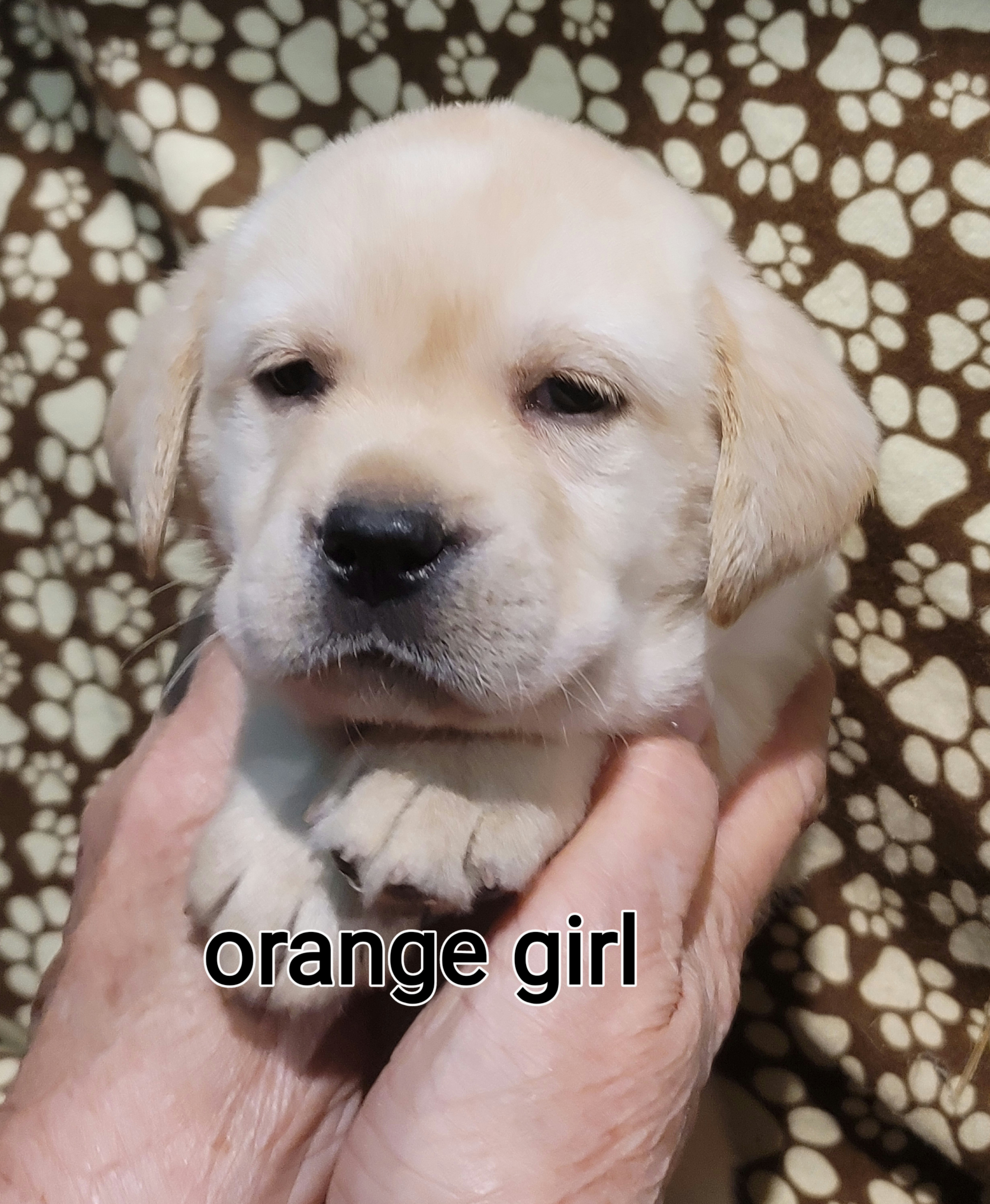 Labrador Retriever Puppies from Logan Acre Labradors