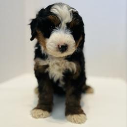 Burt-Blue - Tri-color male Bernedoodle puppy in Casper, Wyoming from 307 Doodles