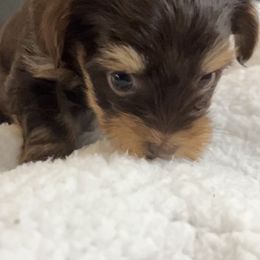 Yorkshire Terrier Puppies from Damien's Yorkshire Terriers