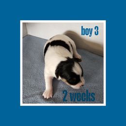 Boy 3 - Parti male Yorkshire Terrier puppy in Inverness, Florida from Barb's Luvayorkie