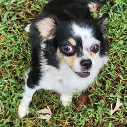 Spinner - Chihuahua