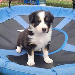 Gust - Tri-color male Border Collie puppy in Morgan, Texas from Shooting Star Ranch