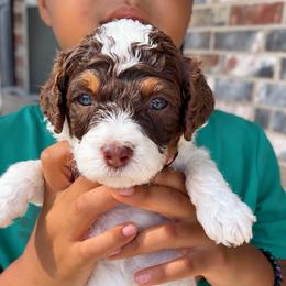 Almond Joy - Tri-color female Bernedoodle puppy in Richmond, Texas from Harper’s Heartbeats