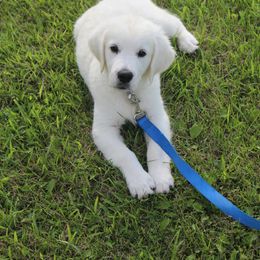 Golden Retriever Puppies from NorthCoastGoldenRetrieversLLC