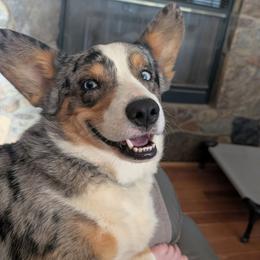 Max - American Corgi
